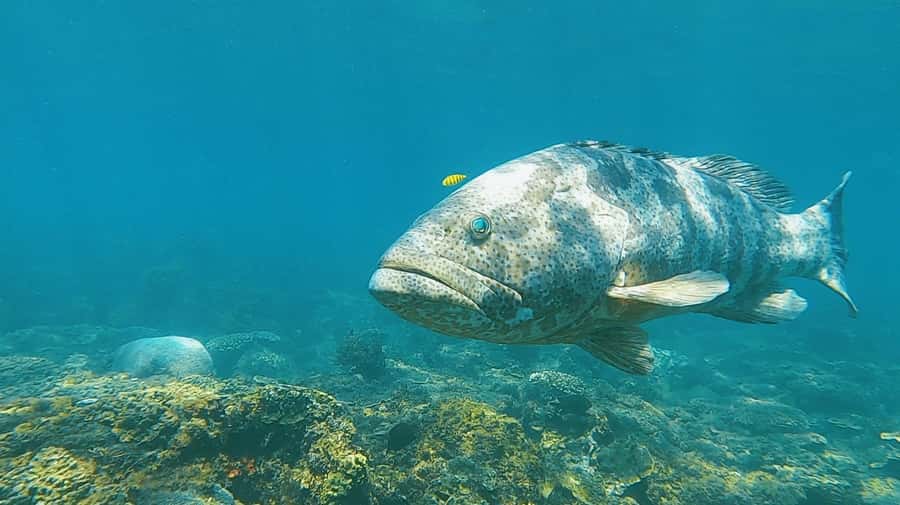 Magnetic Island: Snorkel Discovery Tour - What the $112 price really covers