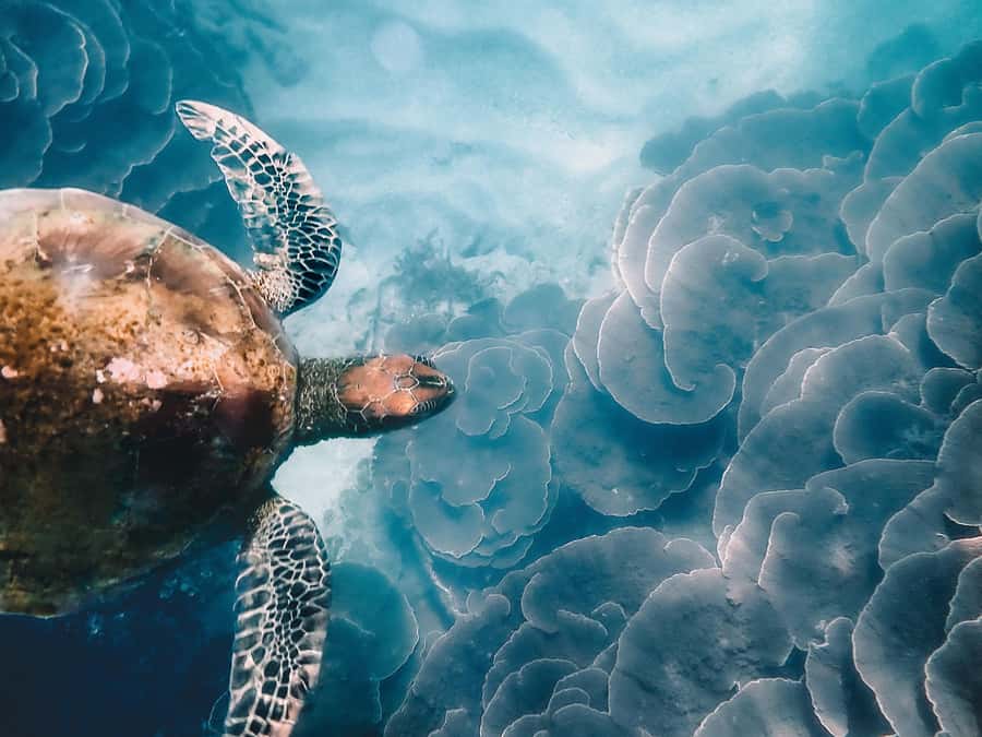 Magnetic Island: Snorkel Discovery Tour - Wildlife and seasonal whale watching