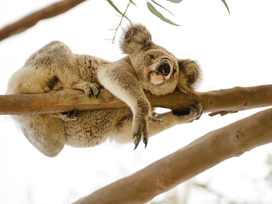 Magnetic Island: West Coast Eco Adventure Bus Tour - Why the west coast is worth your morning