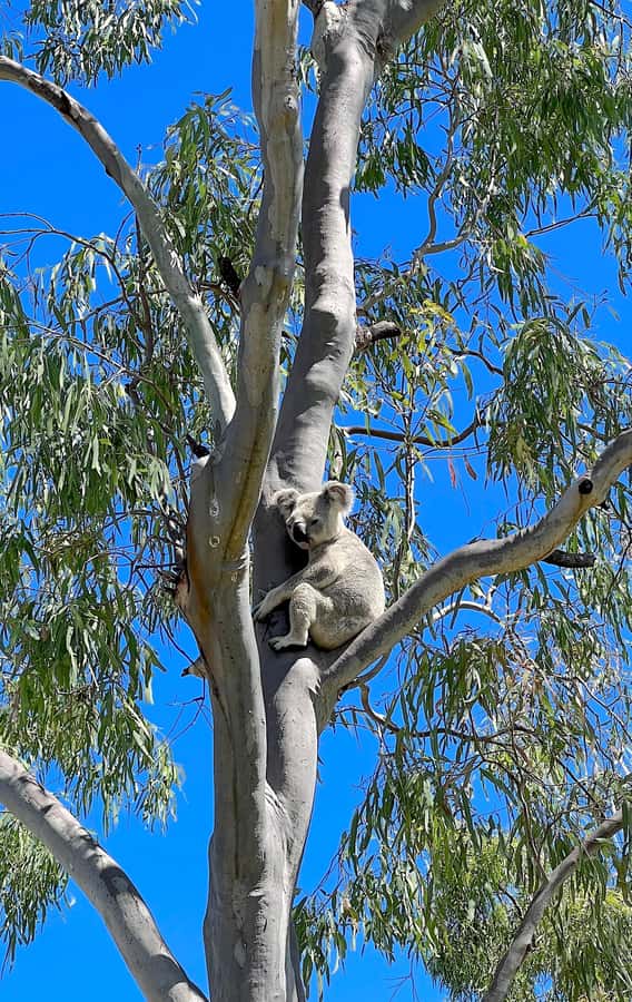 Magnetic Island: West Coast Eco Adventure Bus Tour - Bolger Bay Conservation Park gets you off the bus