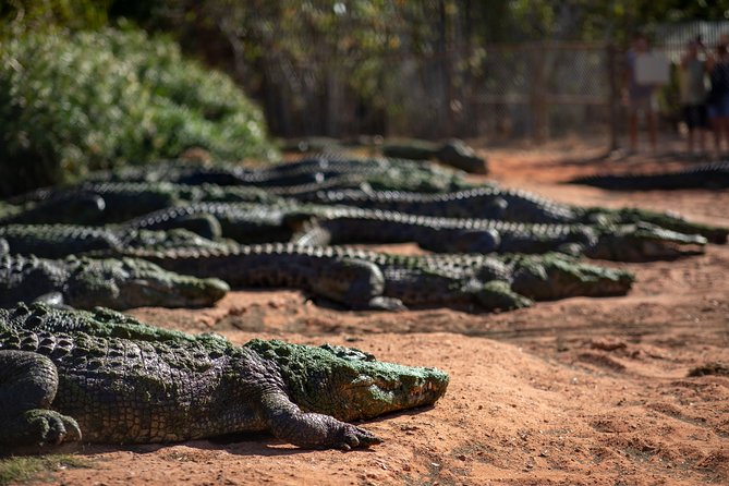 Malcolm Douglas Crocodile Park Tour Including Transportation - Key things to know before you go