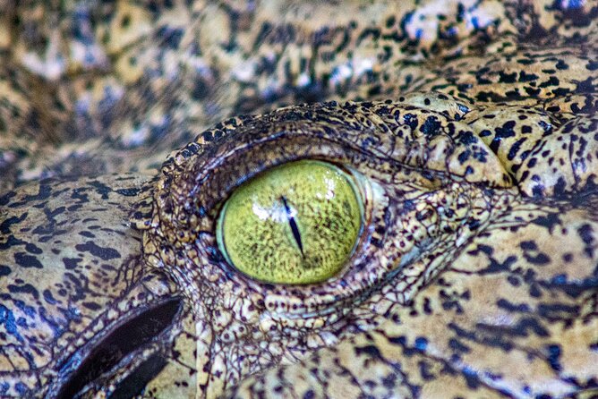 Malcolm Douglas Crocodile Park Tour Including Transportation - More than crocodiles: kangaroos, birds, and other animals