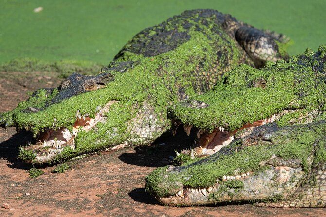 Malcolm Douglas Crocodile Park Tour Including Transportation - What to bring for Broome’s afternoon heat