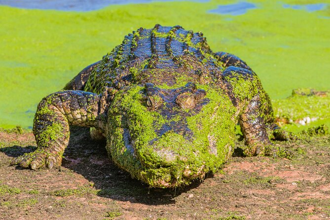 Malcolm Douglas Crocodile Park Tour Including Transportation - Price and value at $57.38