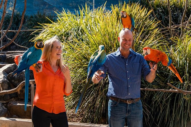 Maleny Botanic Gardens Bird Aviary Experience Ticket - The best time to meet the birds