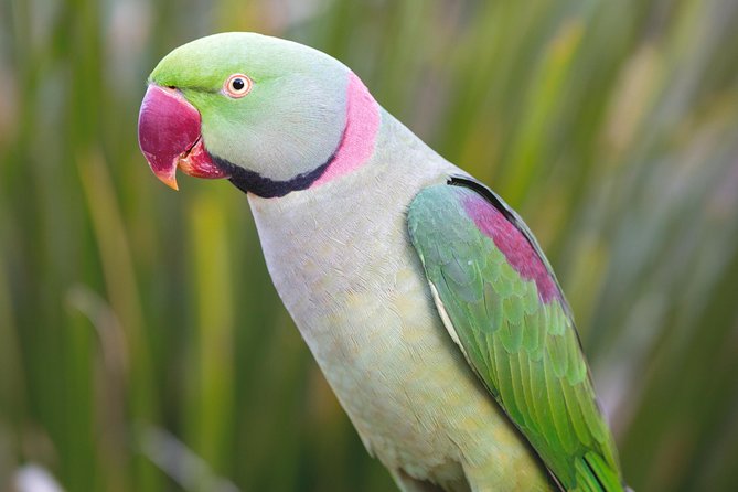 Maleny Botanic Gardens Bird Aviary Experience Ticket - Who should book the Maleny experience