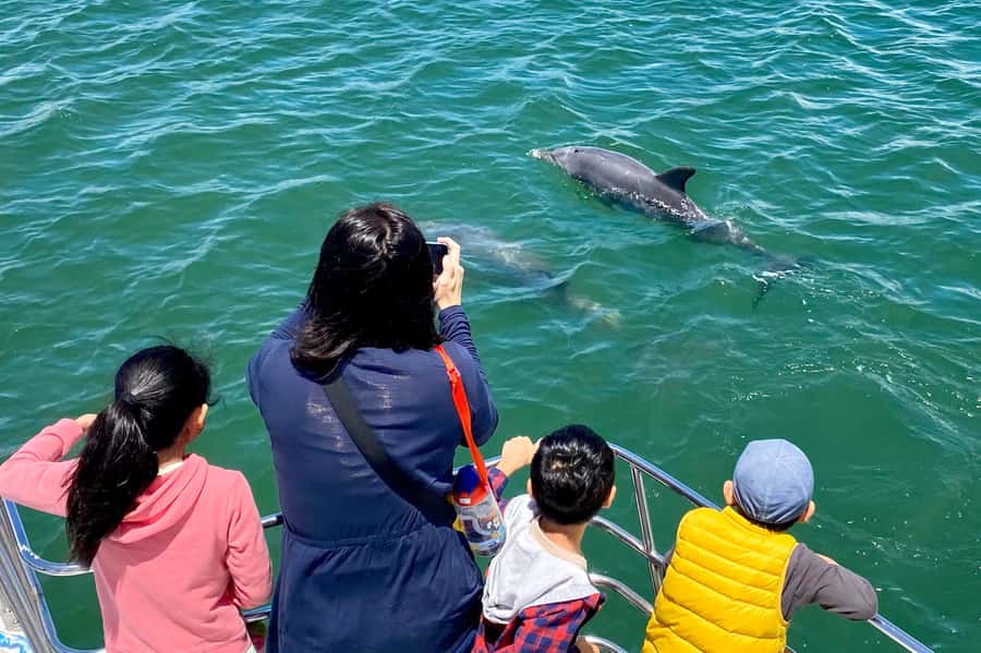 Mandurah: Dolphin and Views Cruise - Price, Dolphin Guarantee, and Overall Value