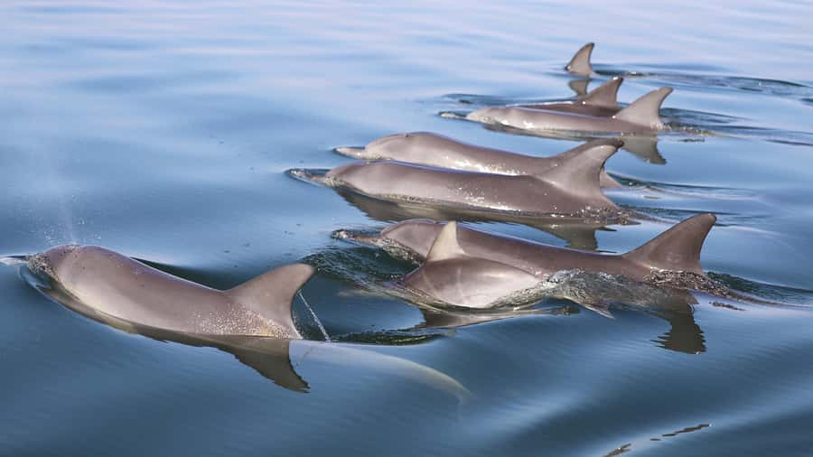 Mandurah: Dolphin and Views Cruise - A Family-Friendly Boat Without Feeling Like a Theme Park