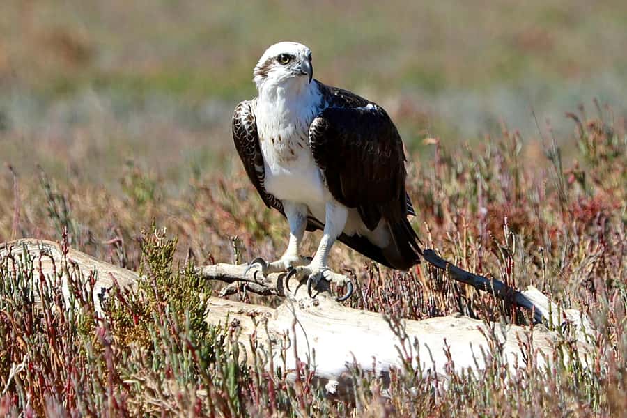 Mandurah: Dolphin & Giant Sightseeing Cruise - Wetlands, pelicans, and ospreys