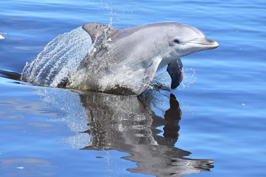 Mandurah: Dolphin & Giant Sightseeing Cruise - Is $53 good value?