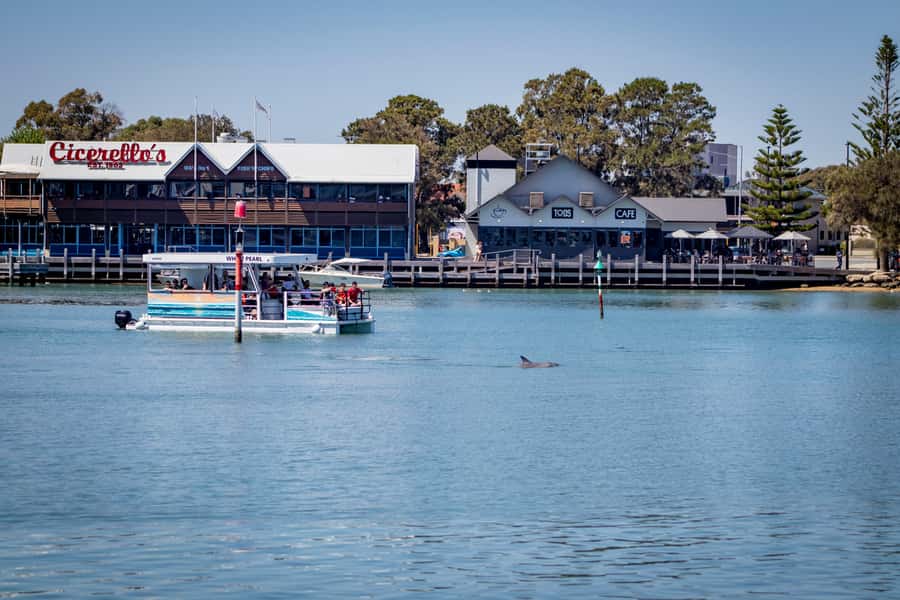 Mandurah: Sightseeing Dolphin Cruise with Tour Guide - Dolphin Quay and the marina come first