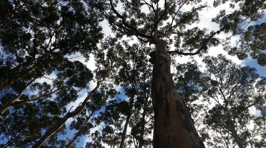 Margaret River and Busselton Jetty: Day Trip from Perth - Through Boranup Forest to Cape Leeuwin