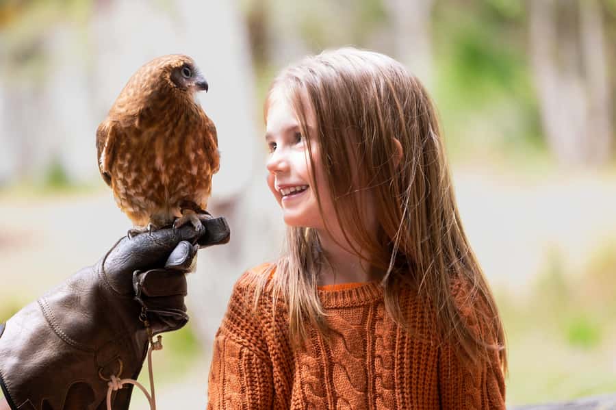 Margaret River: Birds of Prey Encounter and Forest Walk - Key points to know before you go