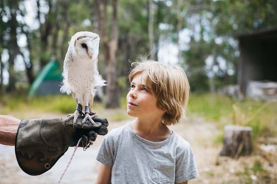 Margaret River: Birds of Prey Encounter and Forest Walk - What the flying display can and cannot promise