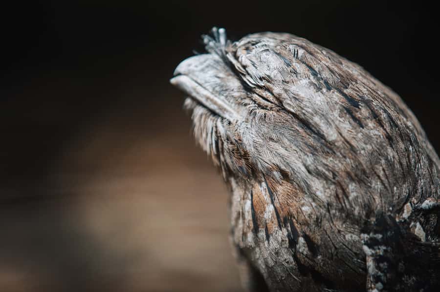 Margaret River: Birds of Prey Encounter and Forest Walk - The conservation message is more than background detail