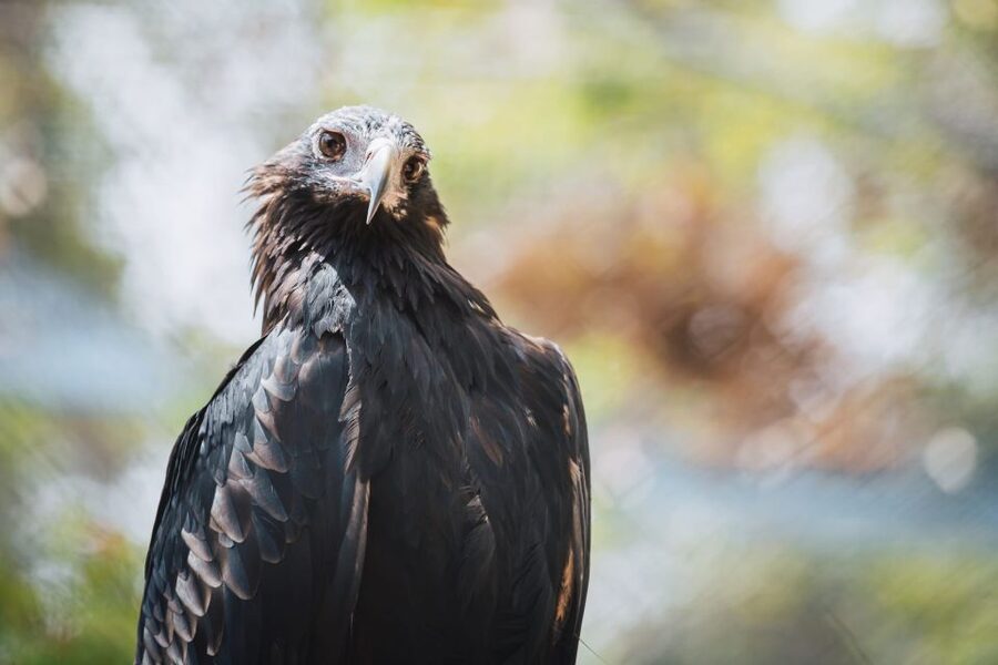 Margaret River: Birds of Prey Encounter and Forest Walk - Is $17 good value for 90 minutes?