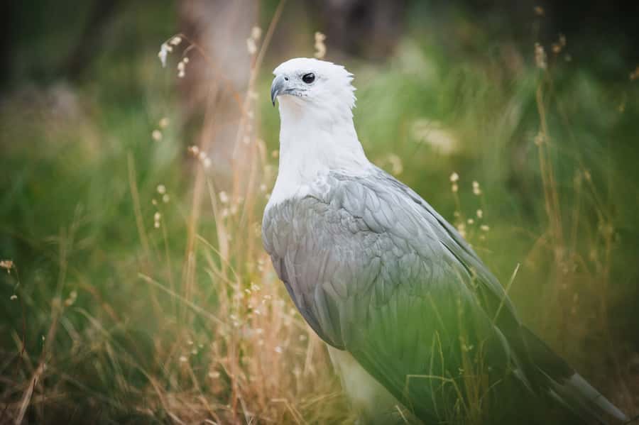 Margaret River: Birds of Prey Encounter and Forest Walk - Practical tips for planning your visit