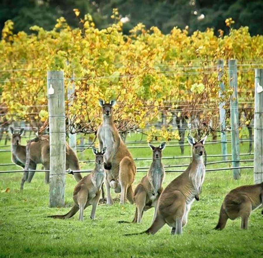 Margaret River: Full-Day Wine Tour - Why this $123 tour offers solid value