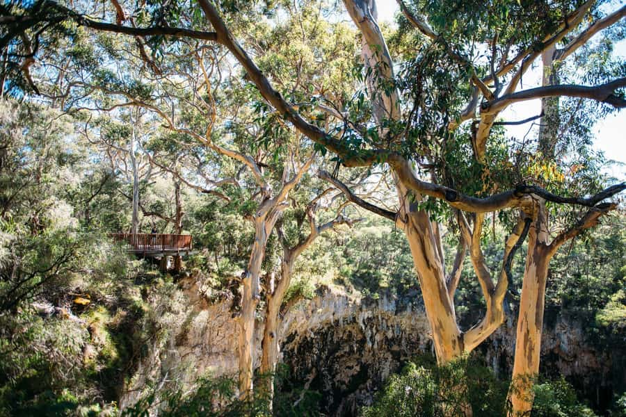 Margaret River: Lake Cave Fully-Guided Tour - Descending through the karri forest