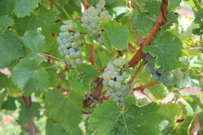 Margaret River Small-Group Full-Day Wine & Food Tour - Thompson Estate brings wine into the barrel room