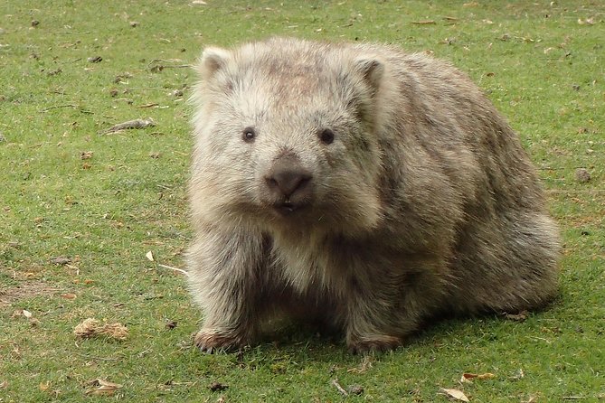 Maria Island Cruise and Guided Walk Day Tour with Lunch and Drinks - Wildlife Viewing From the Boat