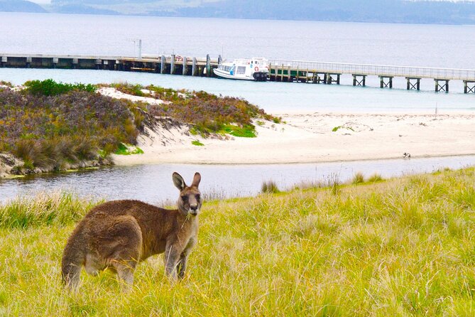 Maria Island Cruise and Guided Walk Day Tour with Lunch and Drinks - Lunch, Morning Tea, and Drinks on the Water
