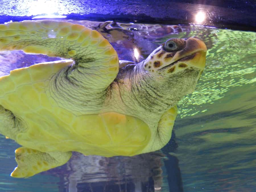 Marine Discovery Centre - Key points to know before you go