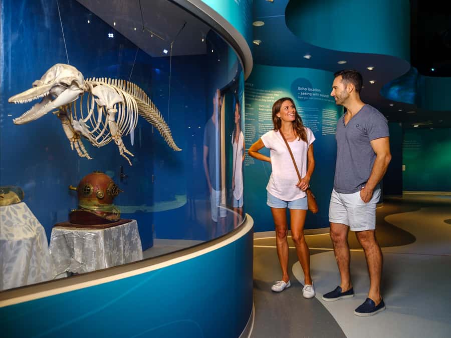 Marine Discovery Centre - The 360-degree Digital Dolphinarium
