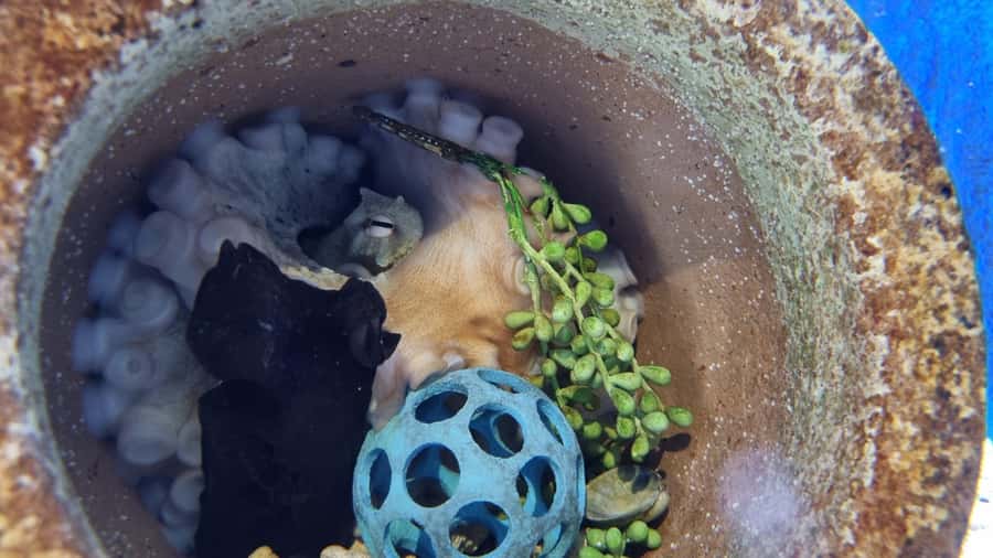 Marine Discovery Centre - Is $16 good value?