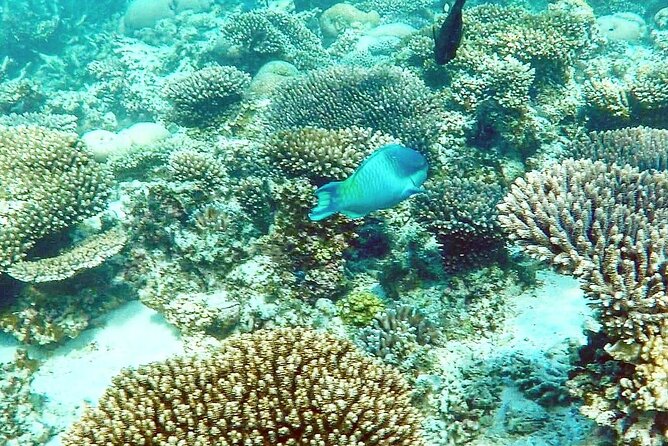 Marine Eco Safari - Swim with Manta Rays - Five things to know before booking