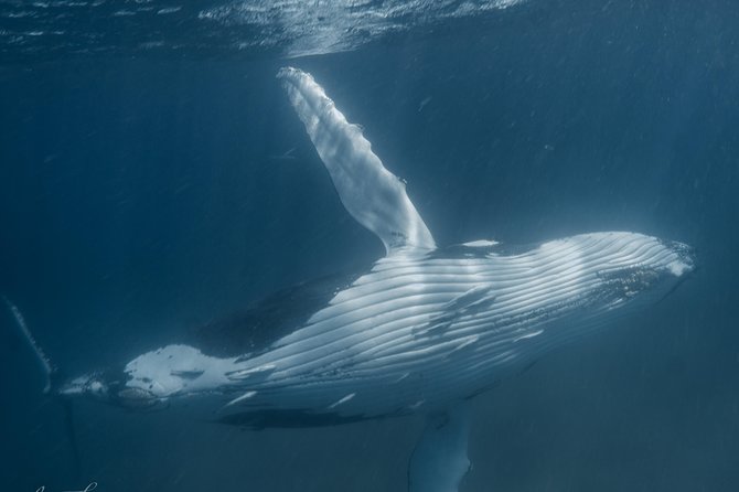 Marine Eco Safari - Swim with Manta Rays - Bateman’s Bay is the main manta search