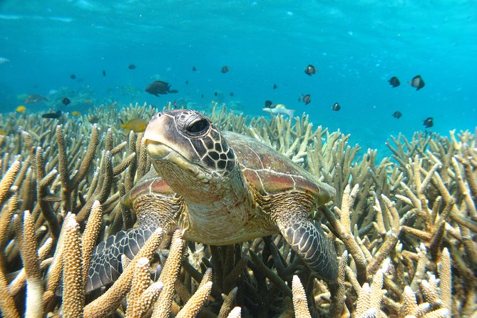 Marine Eco Safari - Swim with Manta Rays - Photos are useful, but cost extra