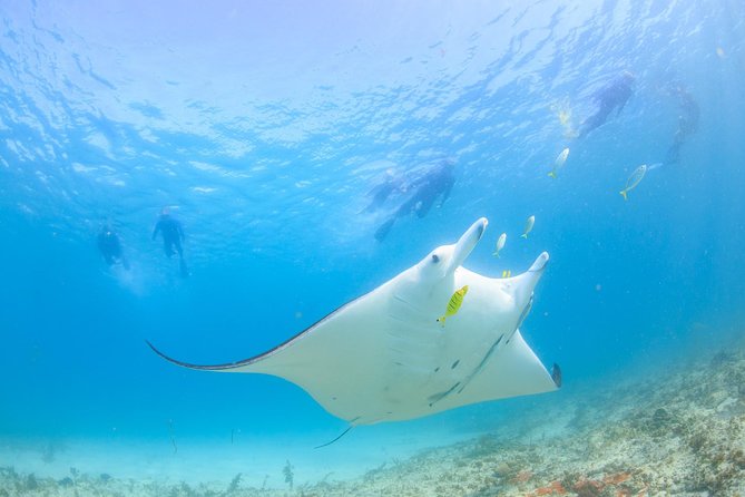 Marine Eco Safari - Swim with Manta Rays - Bills Bay brings the first reef pictures
