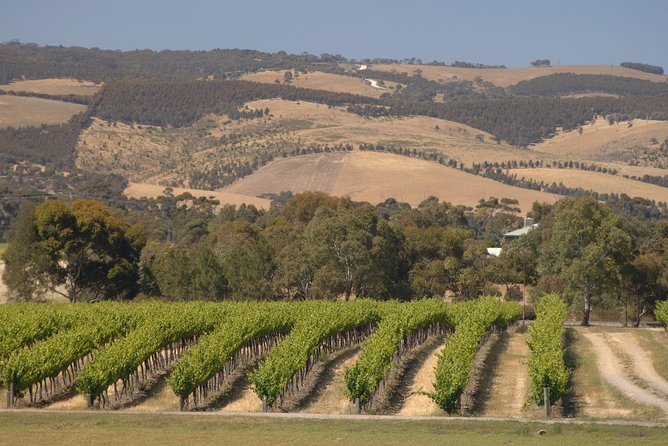 McLaren Vale and Glenelg Wine Tasting and Sightseeing (Half-day Afternoon) - Chapel Hill Winery: a beautiful setting with a more serious tasting
