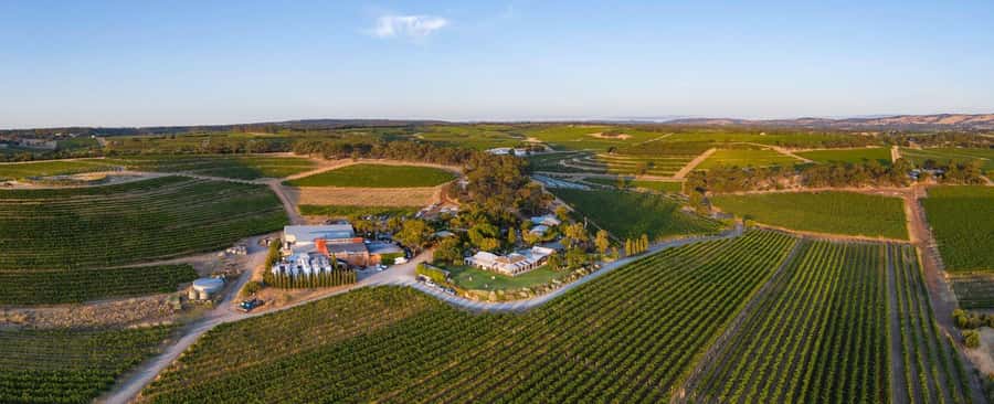 McLaren Vale North: Hop-On Hop-Off Tour - Why This Bus Works Better Than Driving Yourself