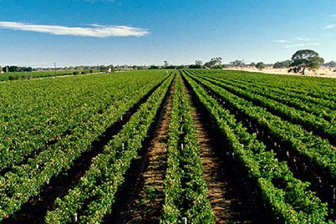 McLaren Vale Private Luxury Wine Tour - Full Day - Booking, weather, and cancellation advice