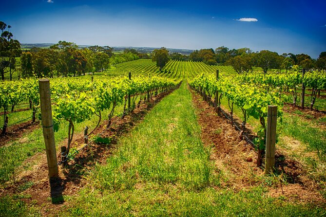 McLaren Vale Winery Small Group Tour with Wine Tasting and Lunch - Haselgrove Wines and the small-batch contrast