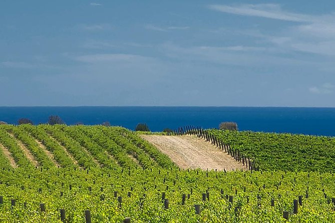McLaren Vale Winery Small Group Tour with Wine Tasting and Lunch - Maxwell Wines: a working winery introduction