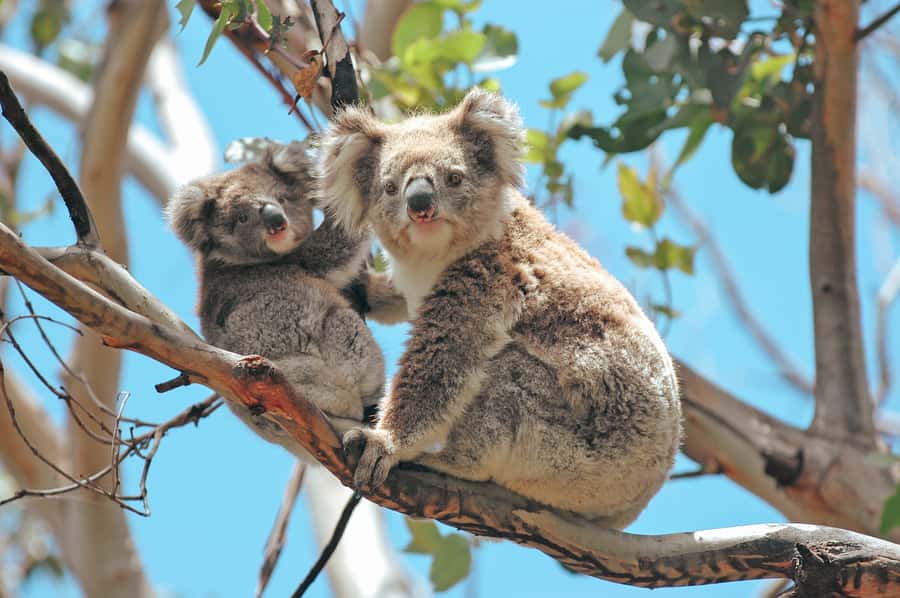 Melbourne: 12 Apostles, Otways & Great Ocean Road Day Tour - Kennett’s River and the search for koalas