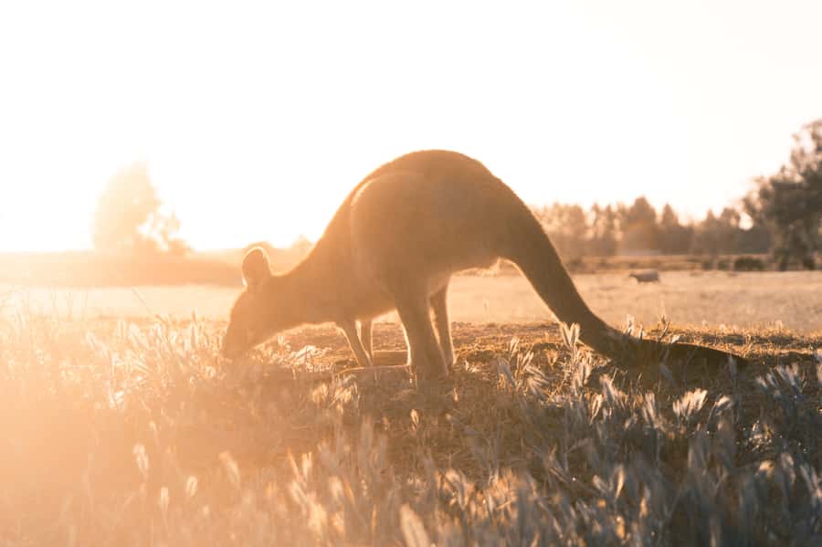 Melbourne: 12 Apostles, Otways & Great Ocean Road Day Tour - Lorne gives you 30 minutes to choose your own break