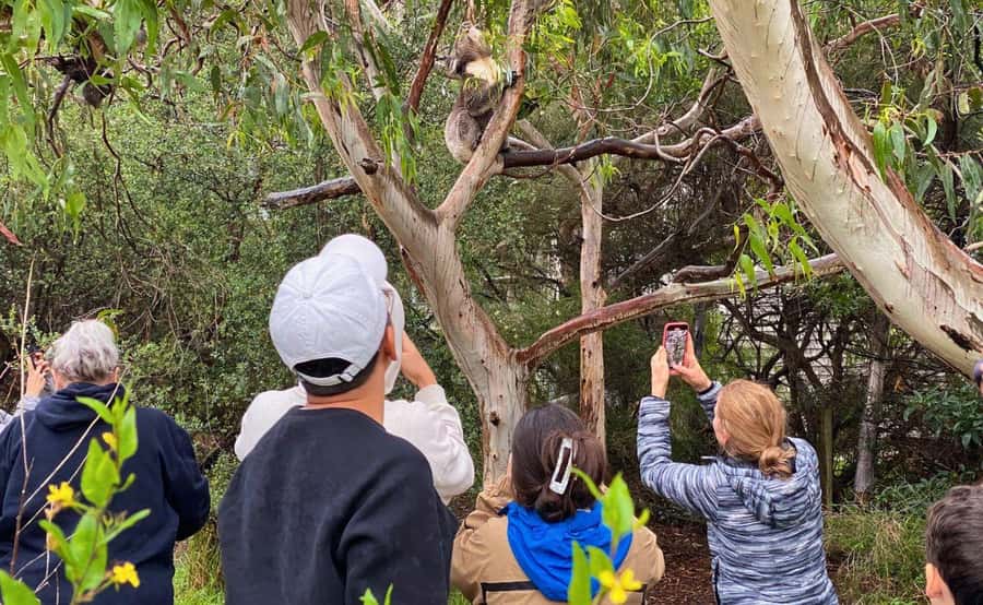 Melbourne: 12 Apostles Sunset Tour - Less Crowds - Lorne brings a short taste of seaside life