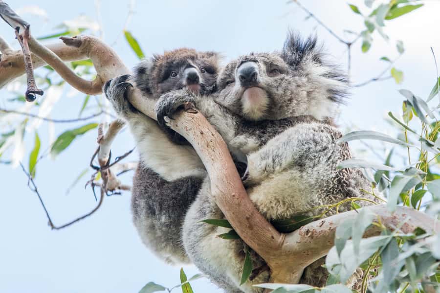 Melbourne: 2-Day Great Ocean Road & Grampians Tour - Day one: Melbourne to the Great Ocean Road