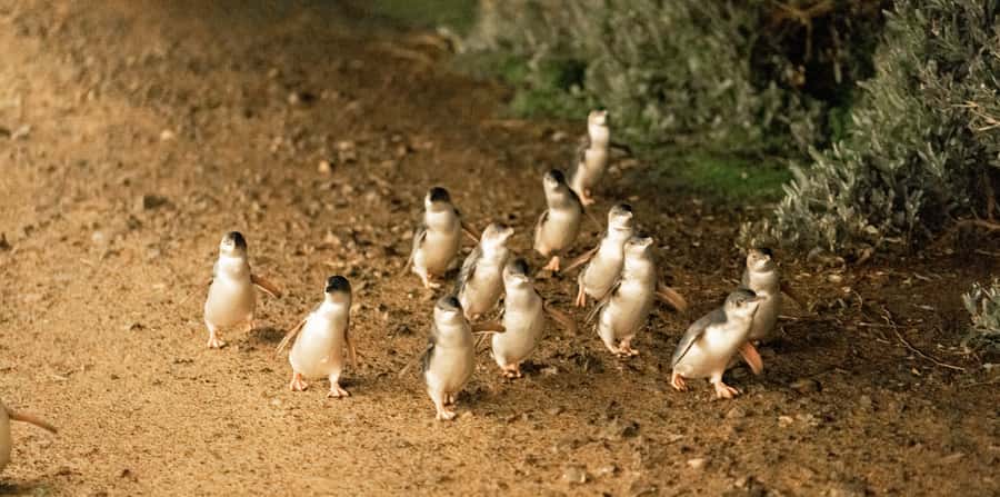 Melbourne: Boutique Phillip Island Wine, Dine & Penguin Tour - Flynns Beach and the island’s native wildlife