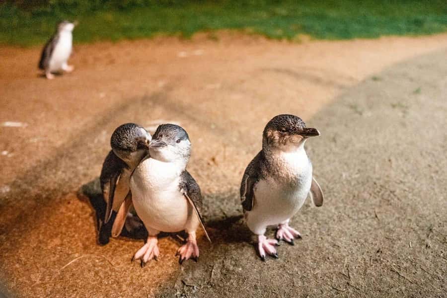 Melbourne: Boutique Phillip Island Wine, Dine & Penguin Tour - Meeting in Melbourne with coffee in hand