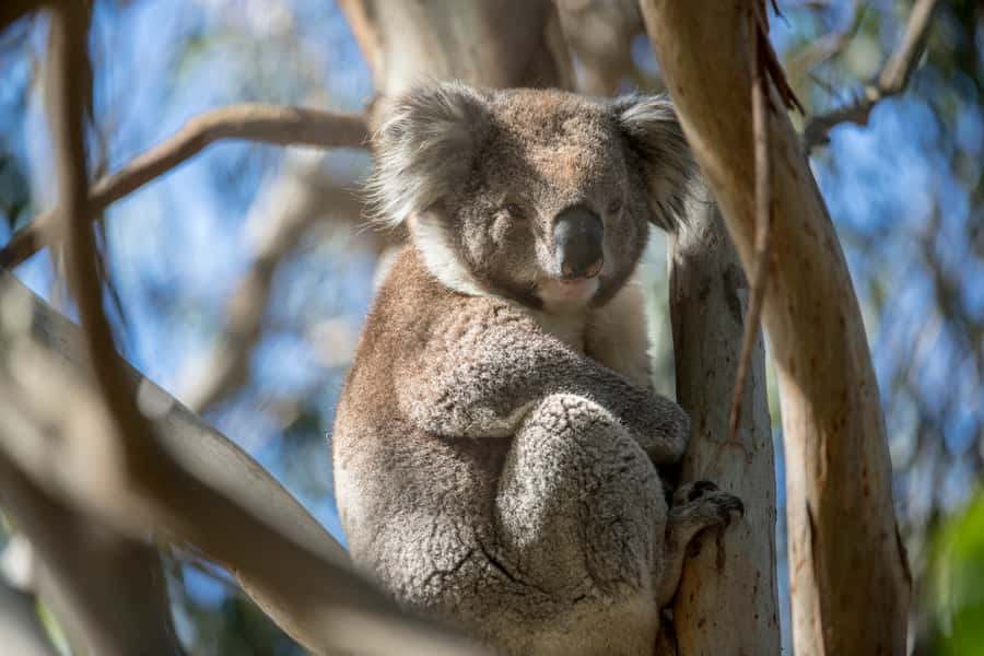 Melbourne: French and Phillip Island Wildlife Expedition - Why this island combination works