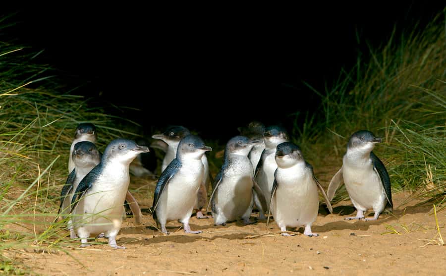 Melbourne: French and Phillip Island Wildlife Expedition - French Island’s 2.5-hour 4WD adventure