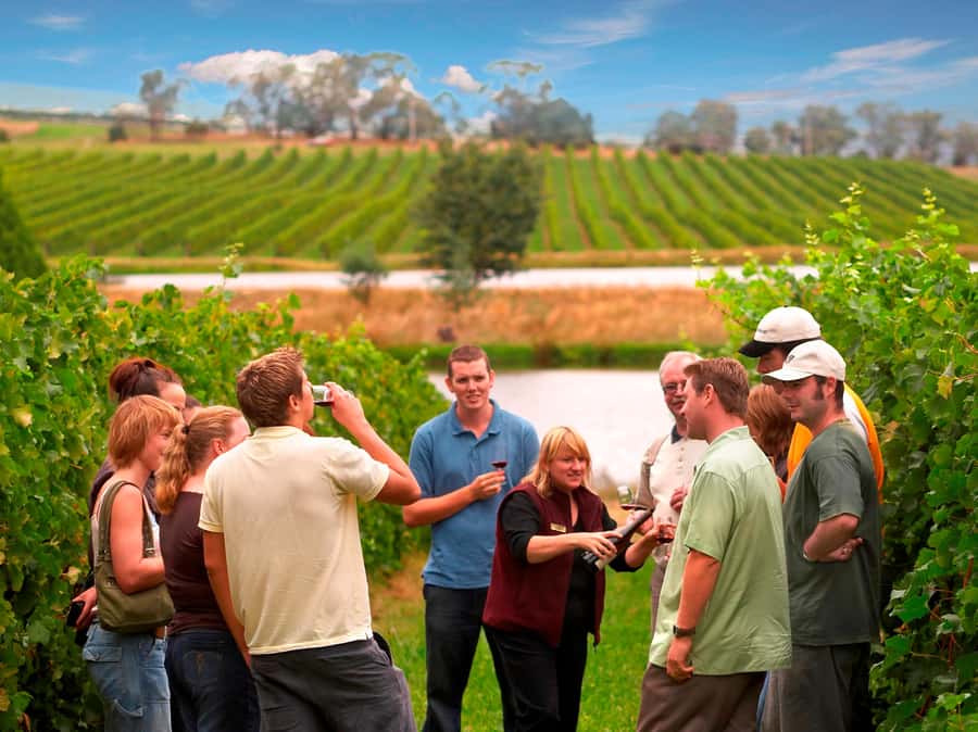 Melbourne: Full-Day Yarra Valley Wine Experience with Lunch - Four things to know before you book