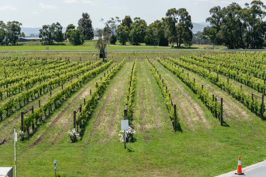 Melbourne: Full-Day Yarra Valley Wine Experience with Lunch - Who should book this Yarra Valley tour?