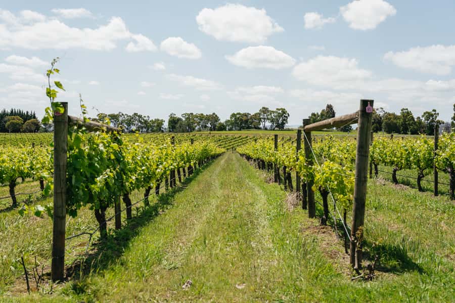 Melbourne: Full-Day Yarra Valley Wine Experience with Lunch - Why the Yarra Valley makes a good day trip from Melbourne
