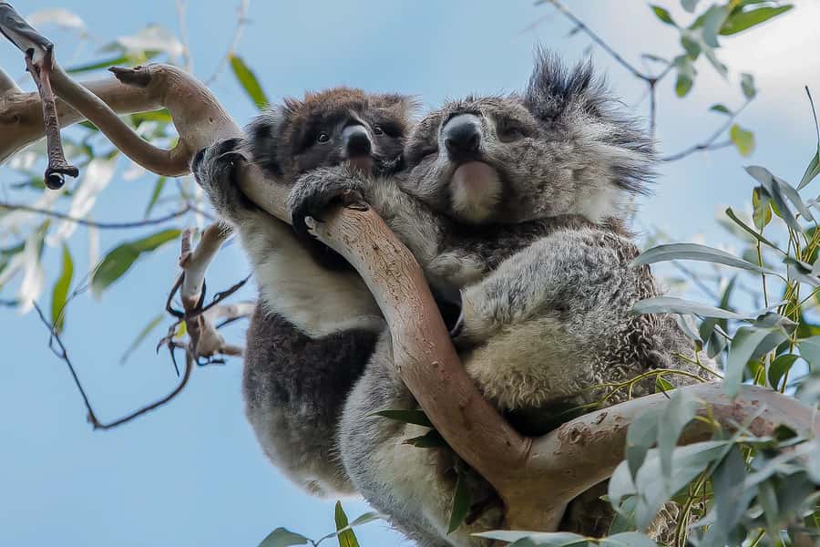 Melbourne: Great Ocean Road, 12 Apostles & Rainforest Tour - A long day that covers Victoria’s big sights